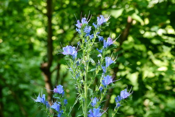 Meadow plant with blue flowers