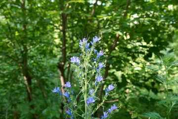 Meadow plant with blue flowers