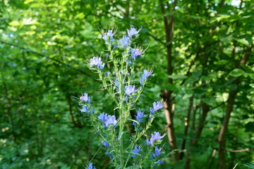 Obraz premium Meadow plant with blue flowers