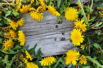 Yellow dandelions. Spring nature background. Flowers composition with copyspace.  Top view background with yello flowers. Frame with flowers on wooden background.   