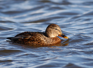 Mallard