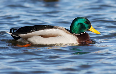 Mallard