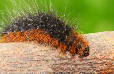Brown caterpillar creeping along a branch
