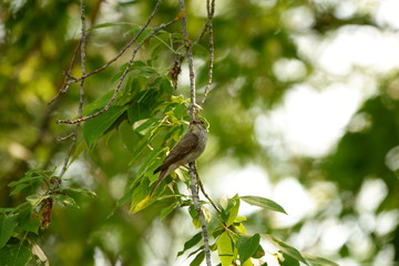 Little bird sits on a branch