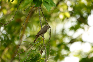 Little bird sits on a branch