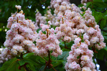 Chestnut flowers in a botanical garden. Pink blossom of a tree in spring. Lush inflorescences of pink-white chestnut flowers in M.M. Gryshko National Botanic Garden, Kyiv