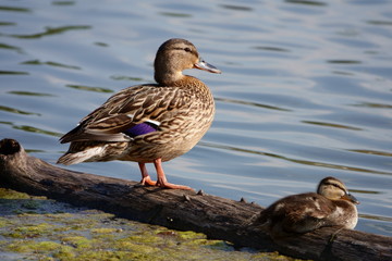 Duck basks in the sun on a summer day