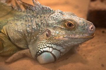 Iguana, Herbivorous reptiles, Spend most of their lives on trees.