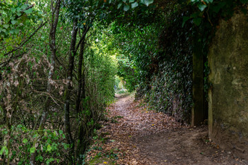 Verdure et bordure sur un chemin de campagne bucolique