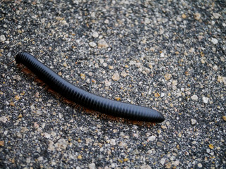 Millipede crossing the tarred road in Kruger Nationalpark