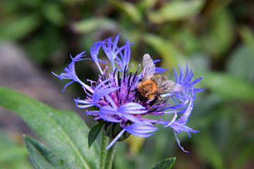 Bumblebee Hovering Over a Purple Flower Blossum - Macro Shot