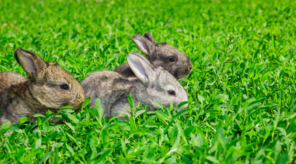 Little gray rabbit on the green lawn