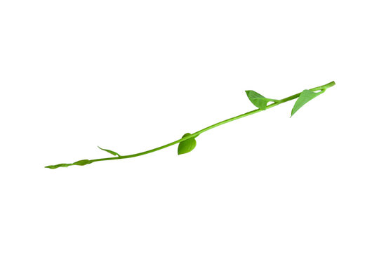 Bush grape or three-leaved wild vine cayratia (Cayratia trifolia) liana ivy plant bush, nature frame jungle border, isolated on white background with clipping path included. Floral Desaign. HD Image a
