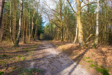 Fototapeta premium Path in a forest with pines and deciduous trees in sunlight in winter