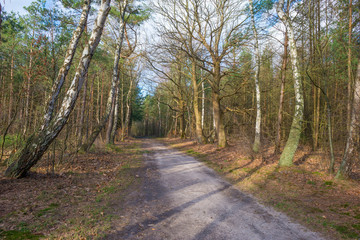 Path in a forest with pines and deciduous trees in sunlight in winter