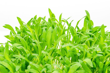 Brown millet microgreen, closeup, macro food photo. Shoots of Panicum miliaceum, also called proso millet. Sprouts, green seedlings, young plants and cotyledons on white background.