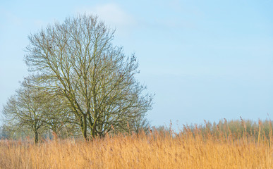 Fototapeta premium Bare deciduous trees along reed below a blue sky in a natural park in winter