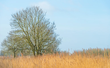 Bare deciduous trees along reed below a blue sky in a natural park in winter