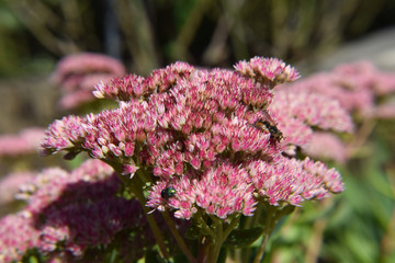 Pink Colored Shubbery Flower Blooming in a Garden