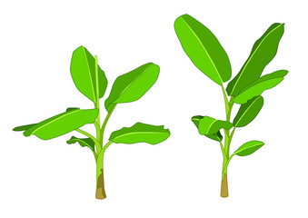 colour banana tree on white background illustration vector