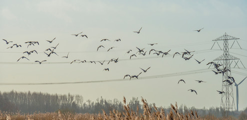 Flock of geese flying in formation in winter in a natural park