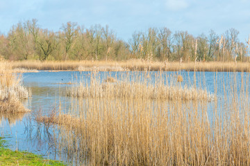 Reed along the edge of a lake in a natural park in sunlight in winter