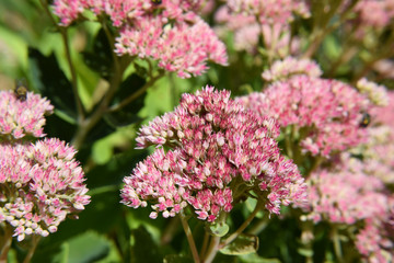 Pink Colored Shubbery Flower Blooming in a Garden