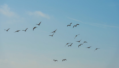 Flock of geese flying in formation in winter in a natural park