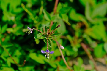 Top view of Cleome rutidosperma (fringed spider flower) in the garden with blurred green leaves as background.