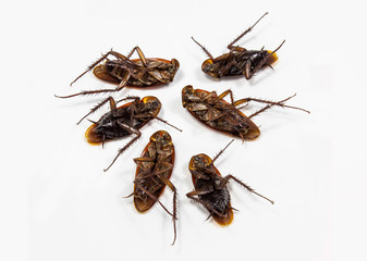 Dead cockroach on white background, Top view