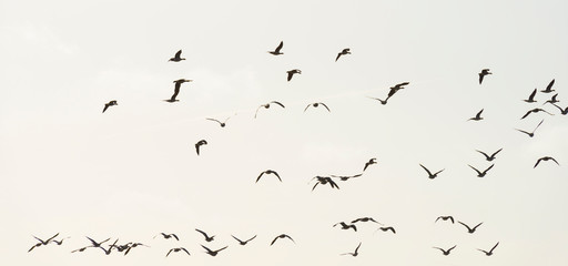 Flock of geese flying in formation in winter in a natural park