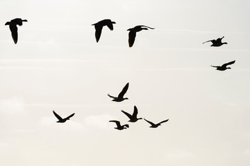 Flock of geese flying in formation in winter in a natural park