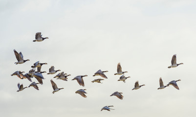 Flock of geese flying in formation in winter in a natural park
