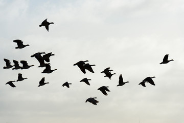 Flock of geese flying in formation in winter in a natural park