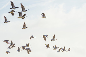 Flock of geese flying in formation in winter in a natural park © Naj