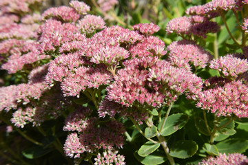 Pink Colored Shubbery Flower Blooming in a Garden