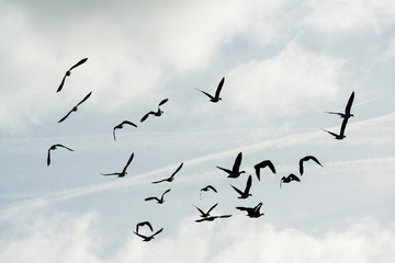 Flock of geese flying in formation in winter in a natural park
