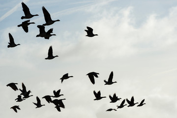 Flock of geese flying in formation in winter in a natural park