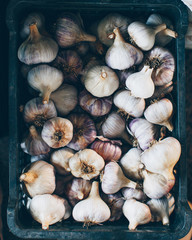 Fresh harvest of garlic in a box, top view, close-up