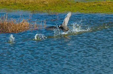 Fototapeta premium Coot landing on the edge of a lake in sunlight in winter
