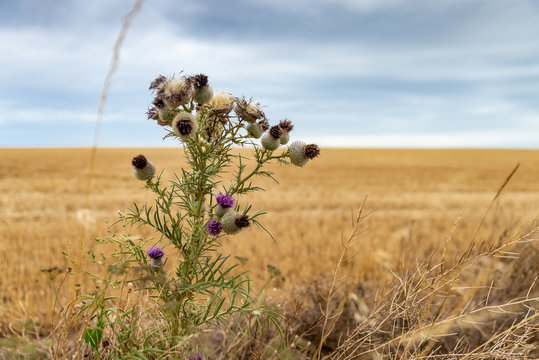 Fleurs de chardon en pleine &eacute;t&eacute; devant un champ de bl&eacute; coup&eacute;