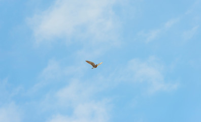 Buzzard hunting in a natural park in winter