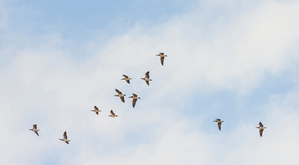 Flock of geese flying in formation in winter in a natural park