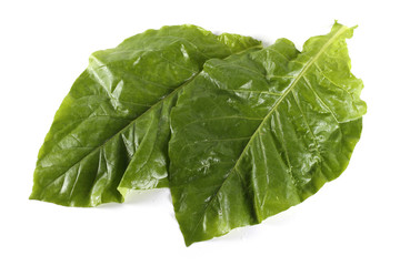 Two tobacco leaves