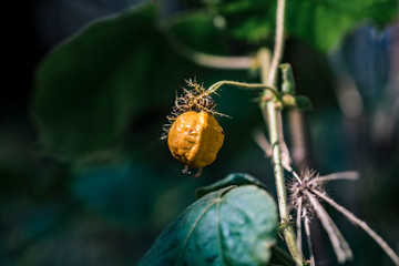 Passiflora foetida