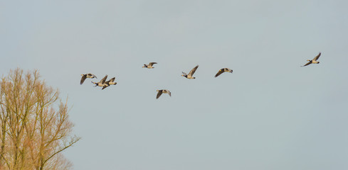 Flock of geese flying in formation in winter in a natural park