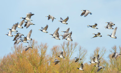 Flock of geese flying in formation in winter in a natural park