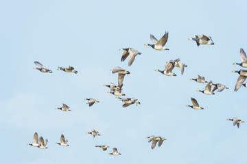 Flock of geese flying in formation in winter in a natural park