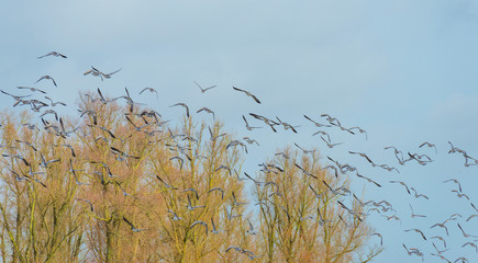 Obraz premium Flock of geese flying in formation in winter in a natural park