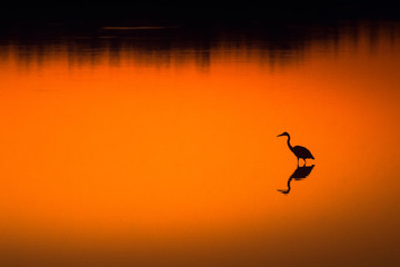 silhouette of a bird in sunset